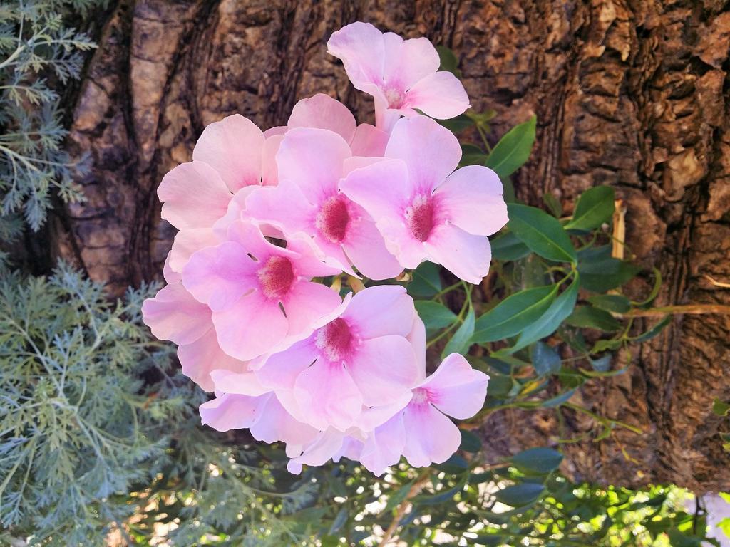 אגיוס ניקולאוס Anna Maria Studios מראה חיצוני תמונה